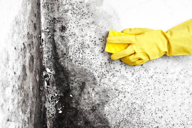 Best Certified Mold Removal  in Sperry, OK